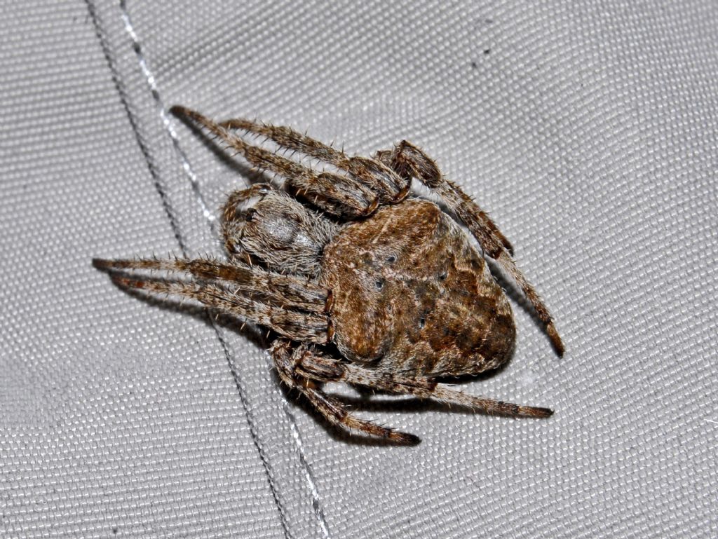 Araneus angulatus - Sant''Albano Stura (CN)